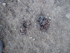 Urocyon cinereoargenteus