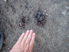 Urocyon cinereoargenteus