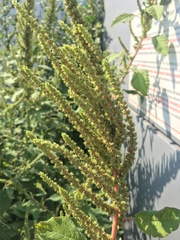 Amaranthus hybridus