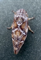 Aphrophora