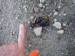 Urocyon cinereoargenteus