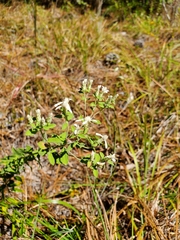 Sericocarpus tortifolius