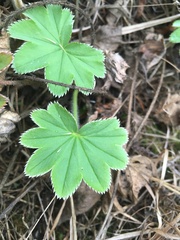 Alchemilla conglobata