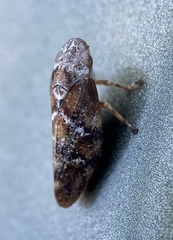 Aphrophora