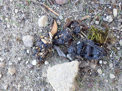 Urocyon cinereoargenteus