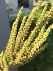 Amaranthus hybridus