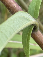 Helianthus schweinitzii