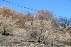 Pistacia terebinthus