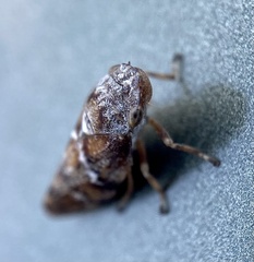 Aphrophora