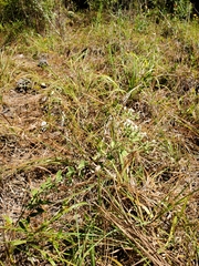 Sericocarpus tortifolius