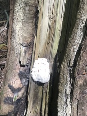 Hericium