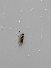 Acanthasargus flavipes