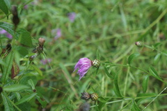 Centaurea nigrescens