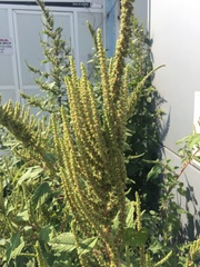 Amaranthus hybridus