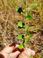 Sericocarpus tortifolius