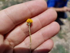 Thymophylla setifolia