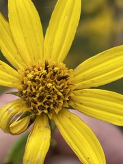 Helianthus schweinitzii