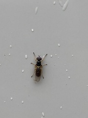 Acanthasargus flavipes