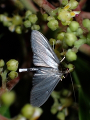 Spilomelinae