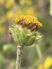 Helianthus schweinitzii