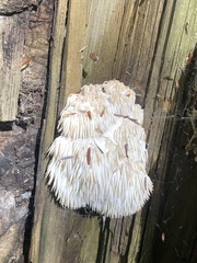 Hericium