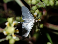 Spilomelinae