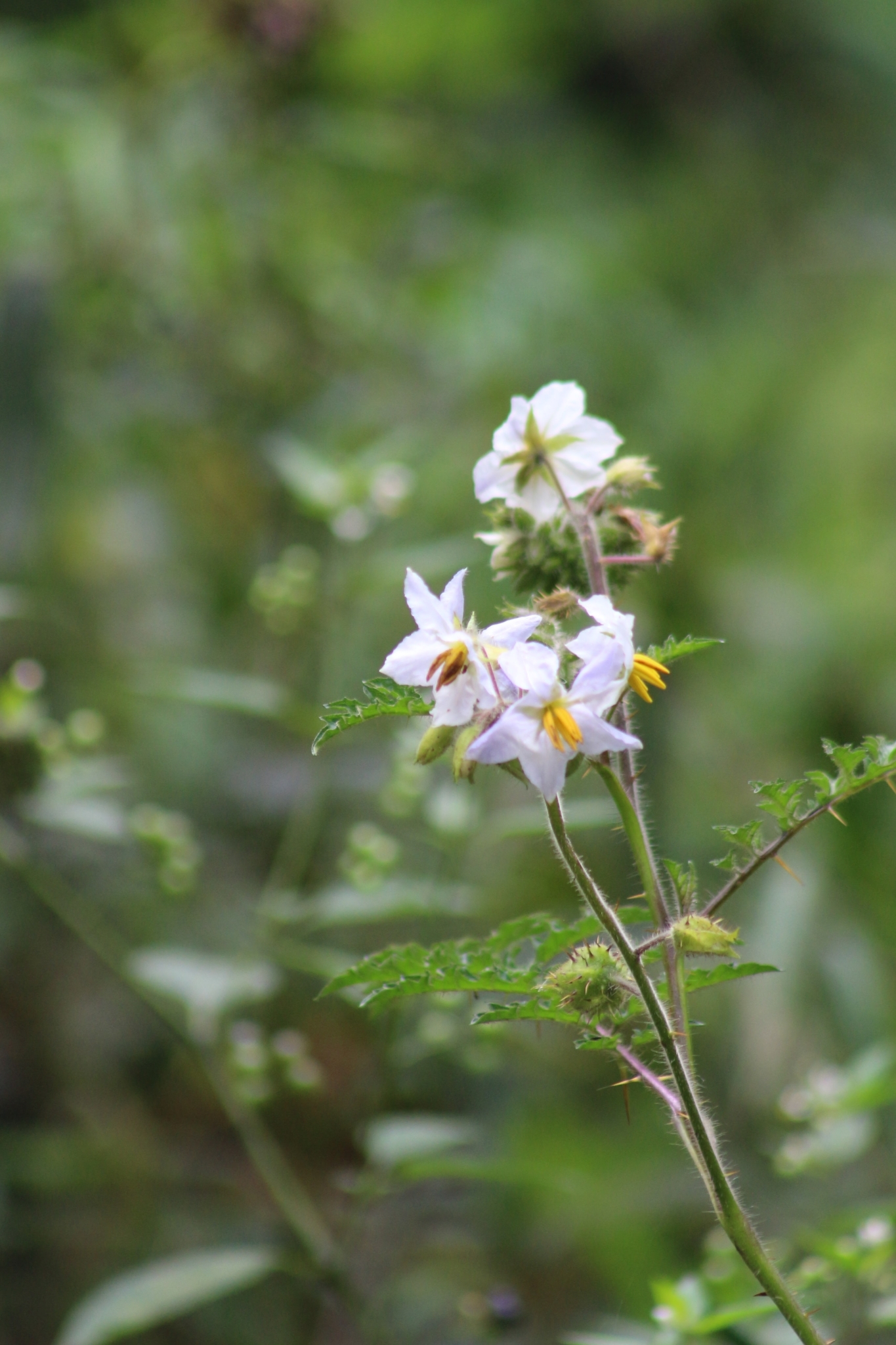 Solanum sisymbriifolium