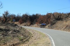 Pistacia terebinthus