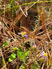 Ionactis repens