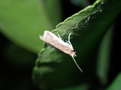Pyraloidea