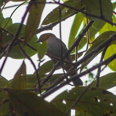 Chlorospingus flavigularis