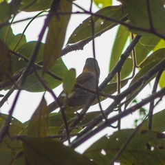 Chlorospingus flavigularis