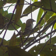 Chlorospingus flavigularis