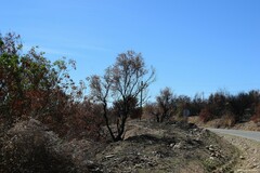 Pistacia terebinthus