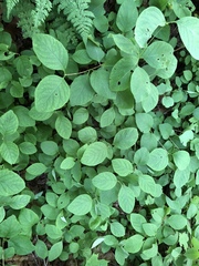 Lonicera hirsuta