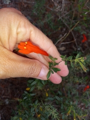 Clinopodium coccineum