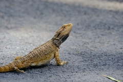 Pogona