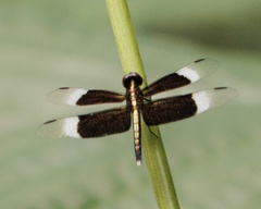 Neurothemis tullia