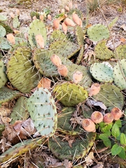 Opuntia humifusa