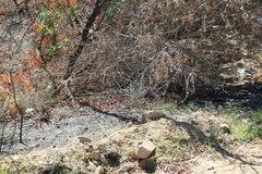 Pistacia terebinthus