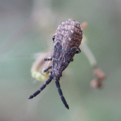 Scolopocerus secundarius