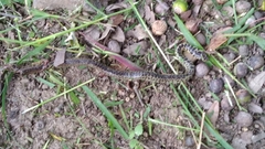 Coluber constrictor oaxaca