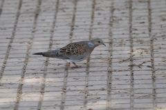 Streptopelia turtur