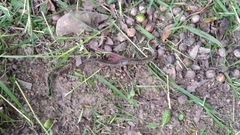 Coluber constrictor oaxaca