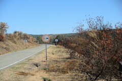 Pistacia terebinthus