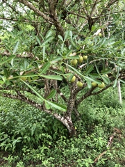 Crescentia alata