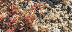 Euphorbia setiloba