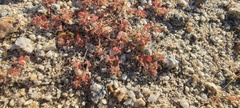 Euphorbia setiloba