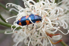 Castiarina grata