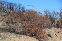 Pistacia terebinthus